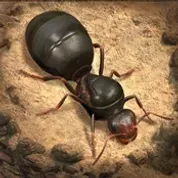 THE ANTS
